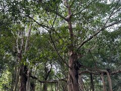 -中国科学院西双版纳热带植物园