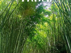 -海南热带野生动植物园