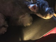 -瑞派动物医院·猫专科·至诚(江南中分院)