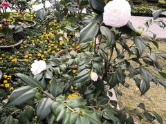 -金花茶公园