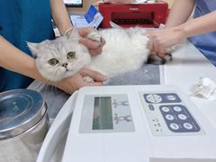 -康成宠物医院24H·CT·核磁共振