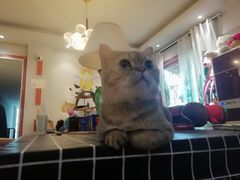 -万小咖.猫咖(中山路天虹店)