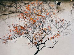 -留园