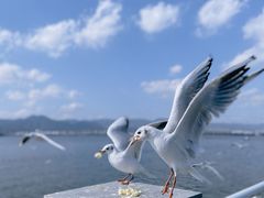 -海埂大坝