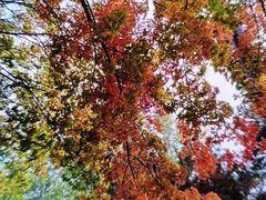 -大兴滨河森林公园