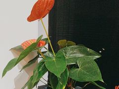 -荷风细雨·中国茶宴(碧云店)