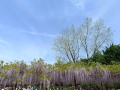 -嘉定紫藤园