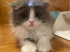 -Pets First伊珊娜洗护·精致美容·家庭式寄养(新会路店)