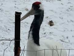 -沈阳森林动物园