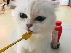 -喵宠乐园·撸猫互动·猫舍