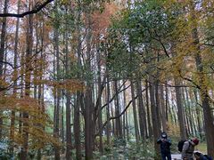 -上海共青森林公园