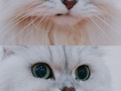 -李小姐の猫咖啡馆(五角场店)