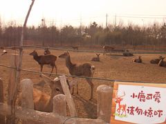-日照海滨国家森林公园