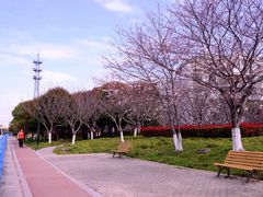 -高东镇樱花园
