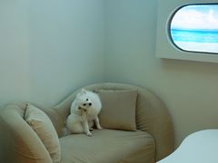 -怪兽屋·羊驼·猫咖·狗咖(俊华广场店)