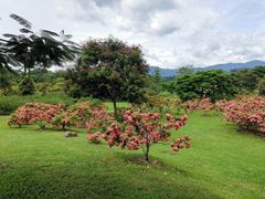 -中国科学院西双版纳热带植物园