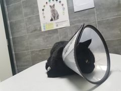 -美联众合宠物医院·爱萌分院·内外科·猫科中心
