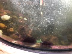 -西雅图水族馆