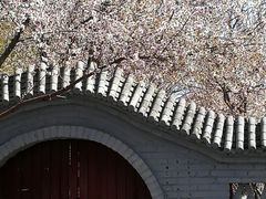 -桃花堤公园