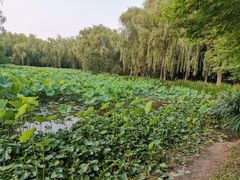 -洛阳市隋唐城遗址植物园