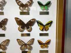 -上海昆虫博物馆