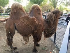 -长白岛森林公园