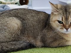 -COLOR PETS 撸猫馆·购猫·猫咖(长风大悦城店)