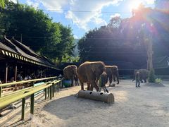 -野象谷景区