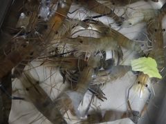 -东江海鲜酒家(艺都分店)