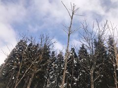 -武陵山森林公园