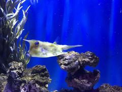 -烟台海昌鲸鲨海洋公园