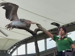 -新加坡飞禽公园