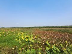-西青郊野公园