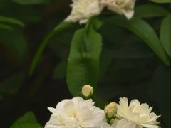 -西南交通大学(九里校区)