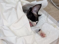 -北京观赏动物医院·24小时大型综合·猫专科·异宠专科