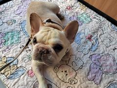 -北京派仕佳德动物医院·超导核磁·CT·神经科·骨科·内外科·急重症管理中心