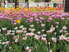 -洛阳郁金香牡丹园