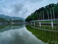 -银湖山郊野公园-相思林