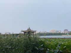 -莲花池公园