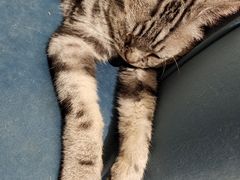 -平行世界·猫咖(首经贸店)
