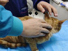 -中农国际动物医院24小时·猫科·骨科·急重症中心