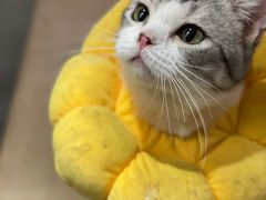 -more than meow吴止猫主题餐厅(承德 中船汇店)