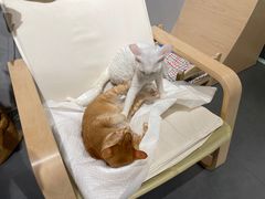 -有猫咖啡umeow coffee