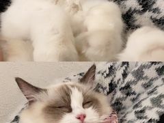 -喵喵咪呀布偶猫咖(春熙路店)