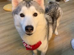 -Husky Go! 哈士奇体验馆·宠物咖啡厅狗咖