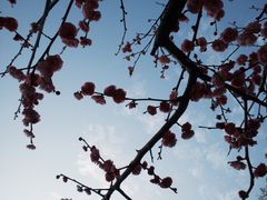-三垟湿地