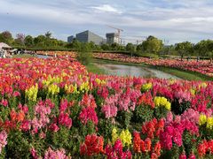 -春花秋色城市公园