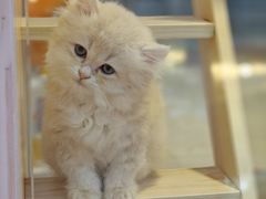 -爪爪喵星球·猫舍(前海卓越店)