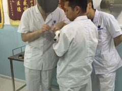 -中农大我爱我爱24h动物医院·中医针灸·猫专科·骨科医疗中心(双井店)