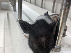 -怪兽屋·羊驼·猫咖·狗咖(俊华广场店)